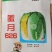 羞月626阿尔法君川美锦矮颗黄心春季优质黄心白菜