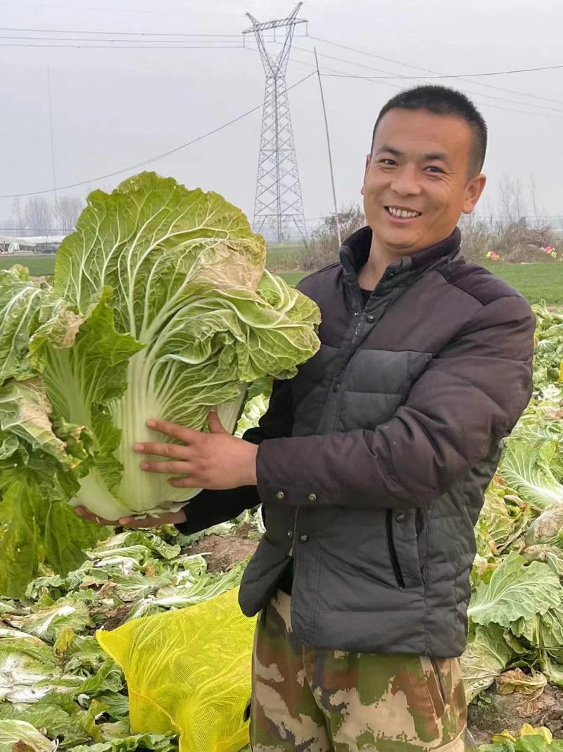 大白菜青杂三号，精品大白菜，大量现货，欢迎老板前来！实地