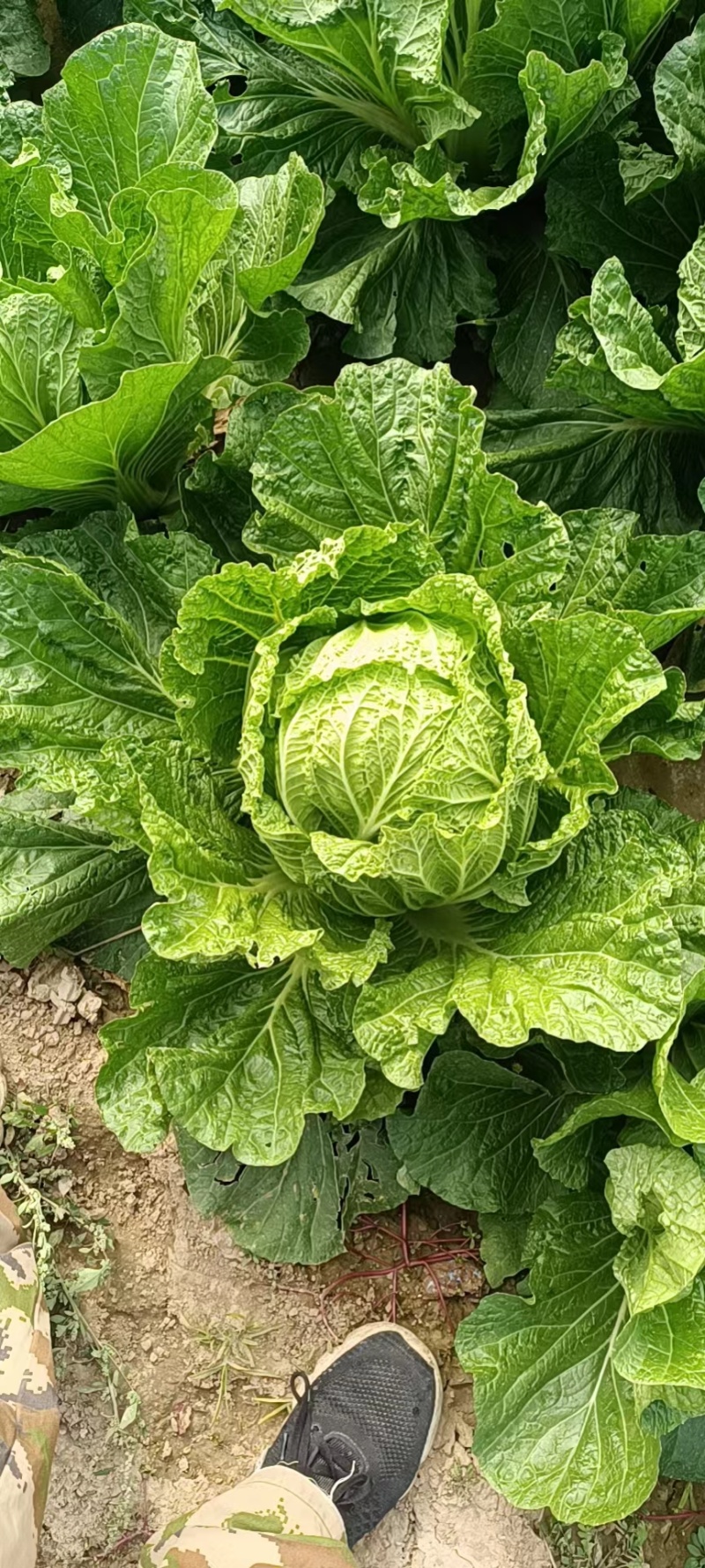 大白菜青杂三号，精品大白菜，大量现货，欢迎老板前来！实地