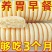 【整箱80个】铁棍山药软雪饼养胃代餐饱腹粗粮桑葚传统糕点