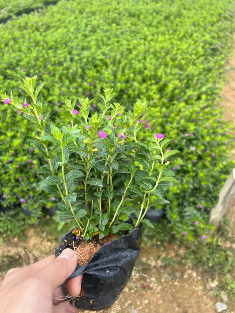 20高满天星
