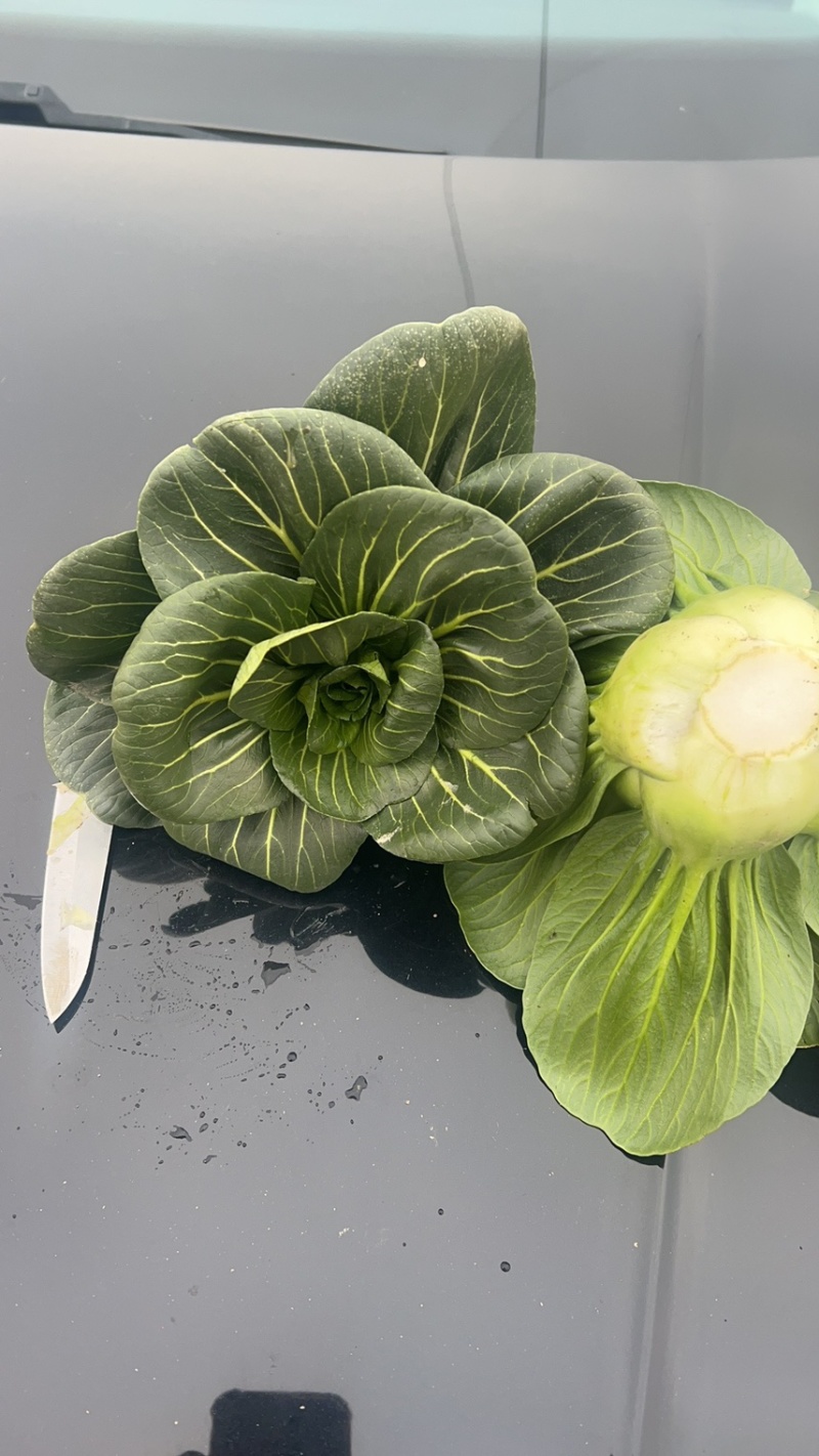 黑叶矮箕青，青菜产地直发、欢迎咨询品质保证大量上市