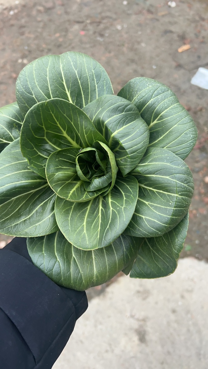黑叶矮箕青，青菜产地直发、欢迎咨询品质保证大量上市