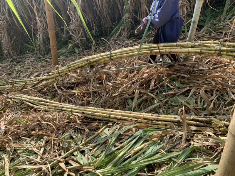 黄金甘蔗、白玉甘蔗、腊蔗