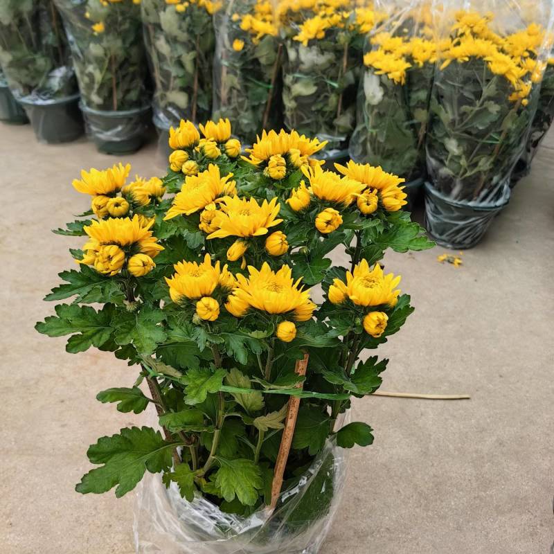 福建漳州菊花盆栽，自家货源/基地直发/量大从优