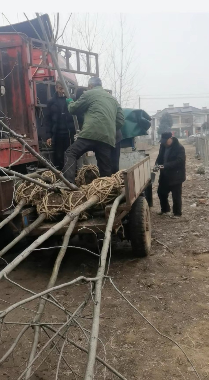 碧根果苗育苗袋山核桃苗质量保证品种纯正提供技术指导