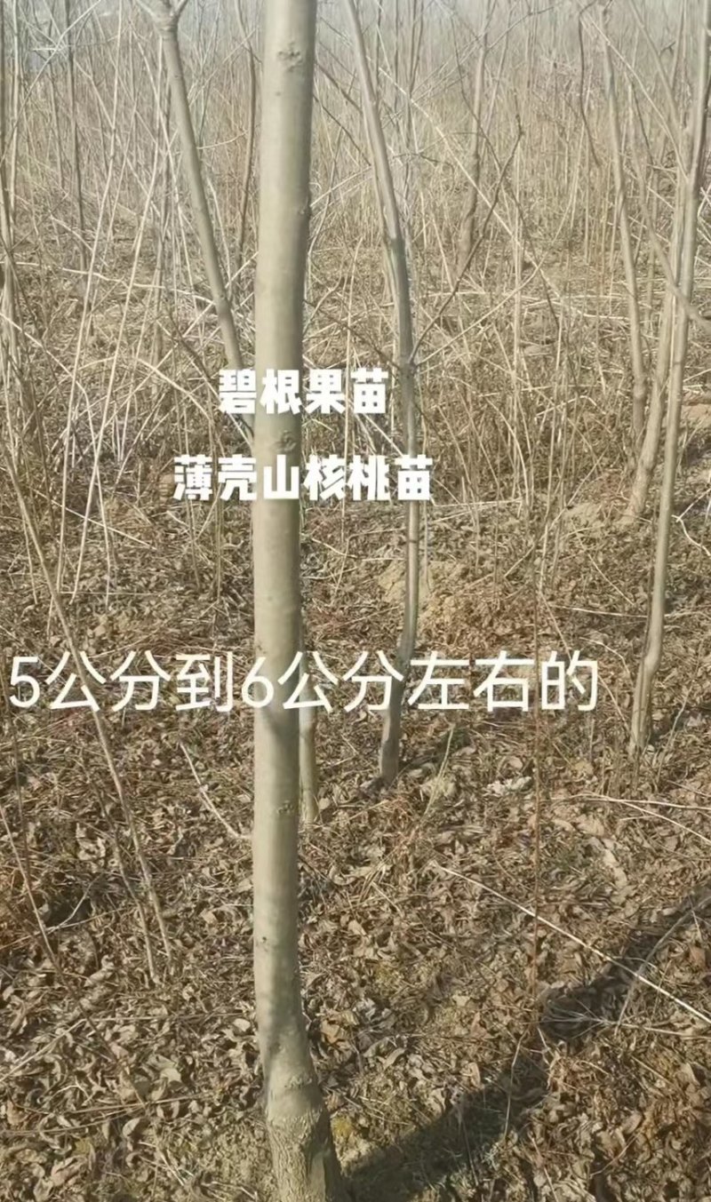 碧根果苗育苗袋山核桃苗质量保证品种纯正提供技术指导
