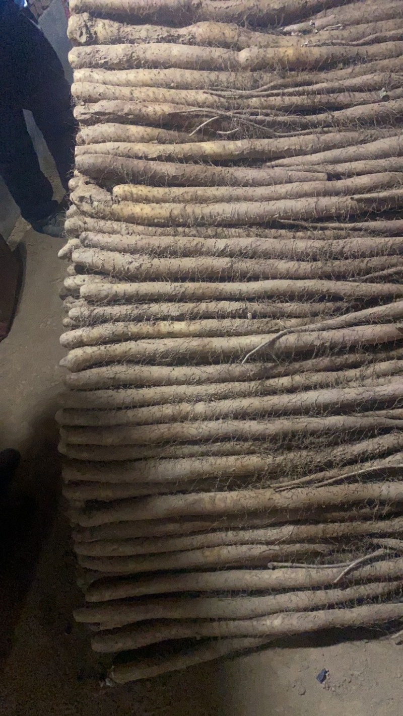 白玉山药
