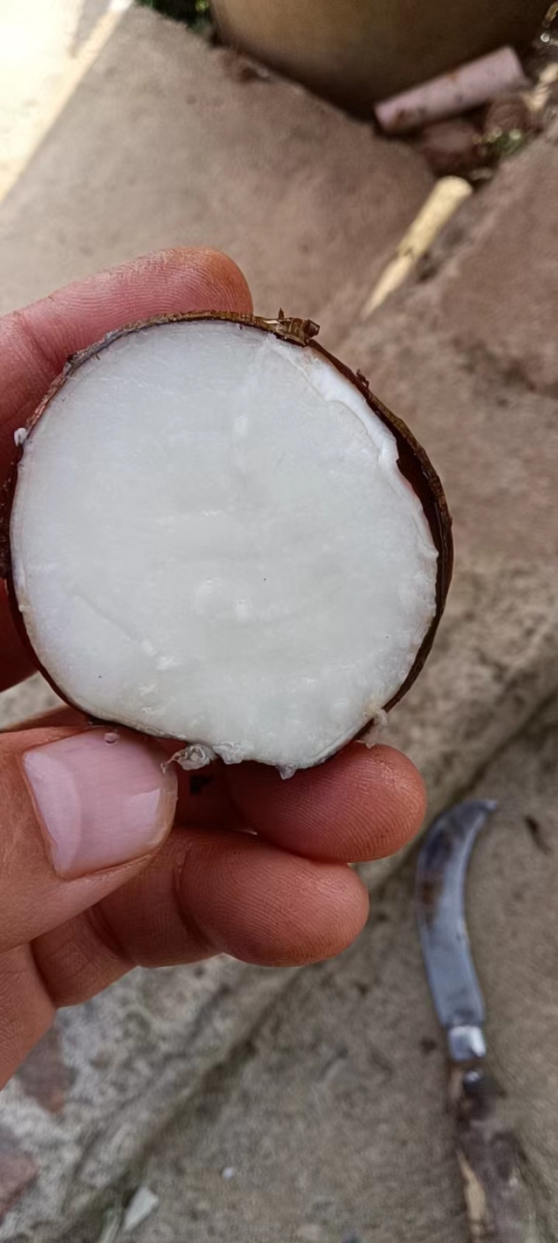 广西马蹄，正宗广西无渣水果马蹄，质量保证