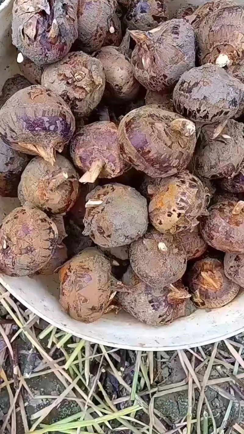 广西马蹄，正宗广西无渣水果马蹄，质量保证