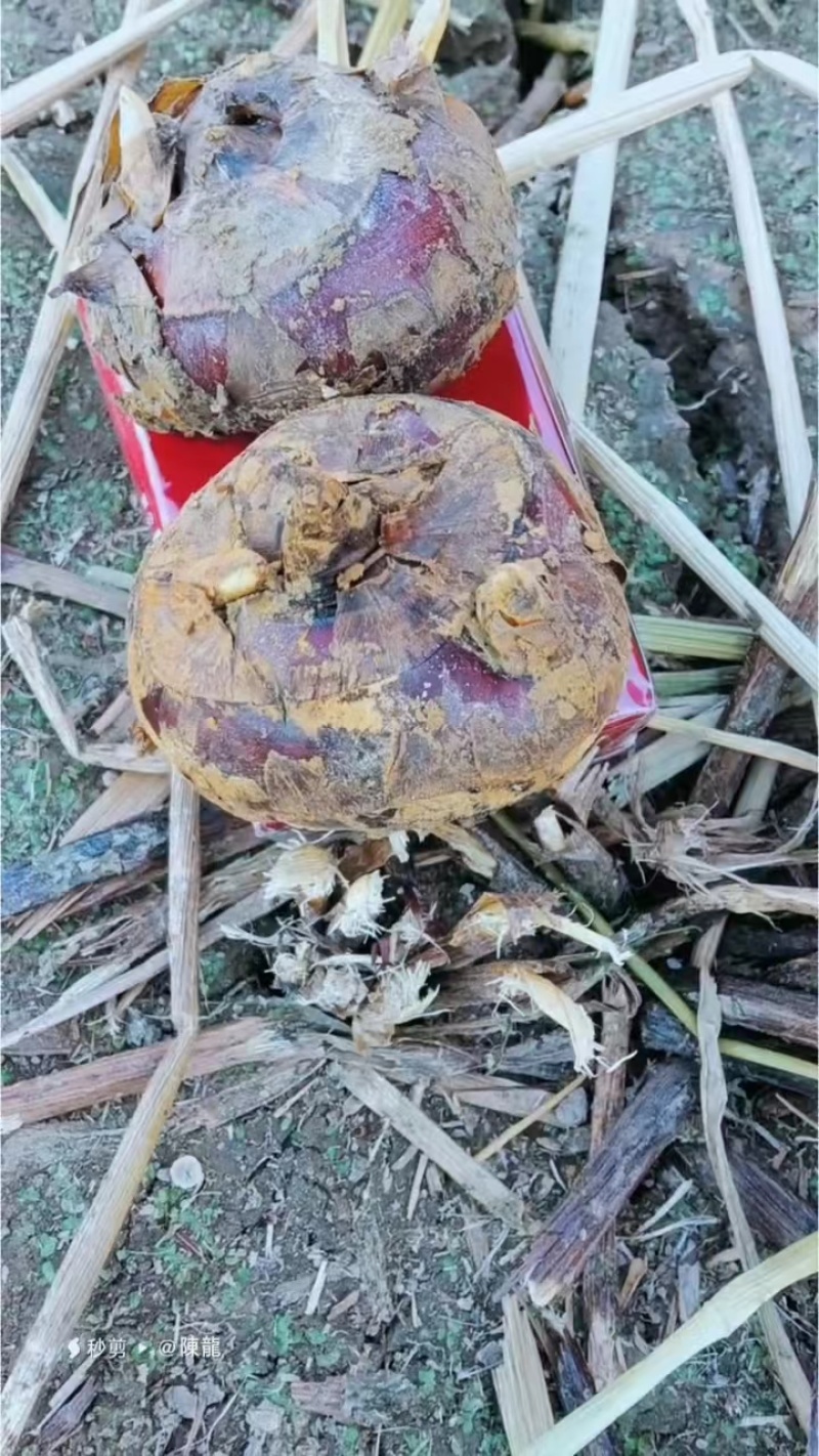 广西马蹄，正宗广西无渣水果马蹄，质量保证