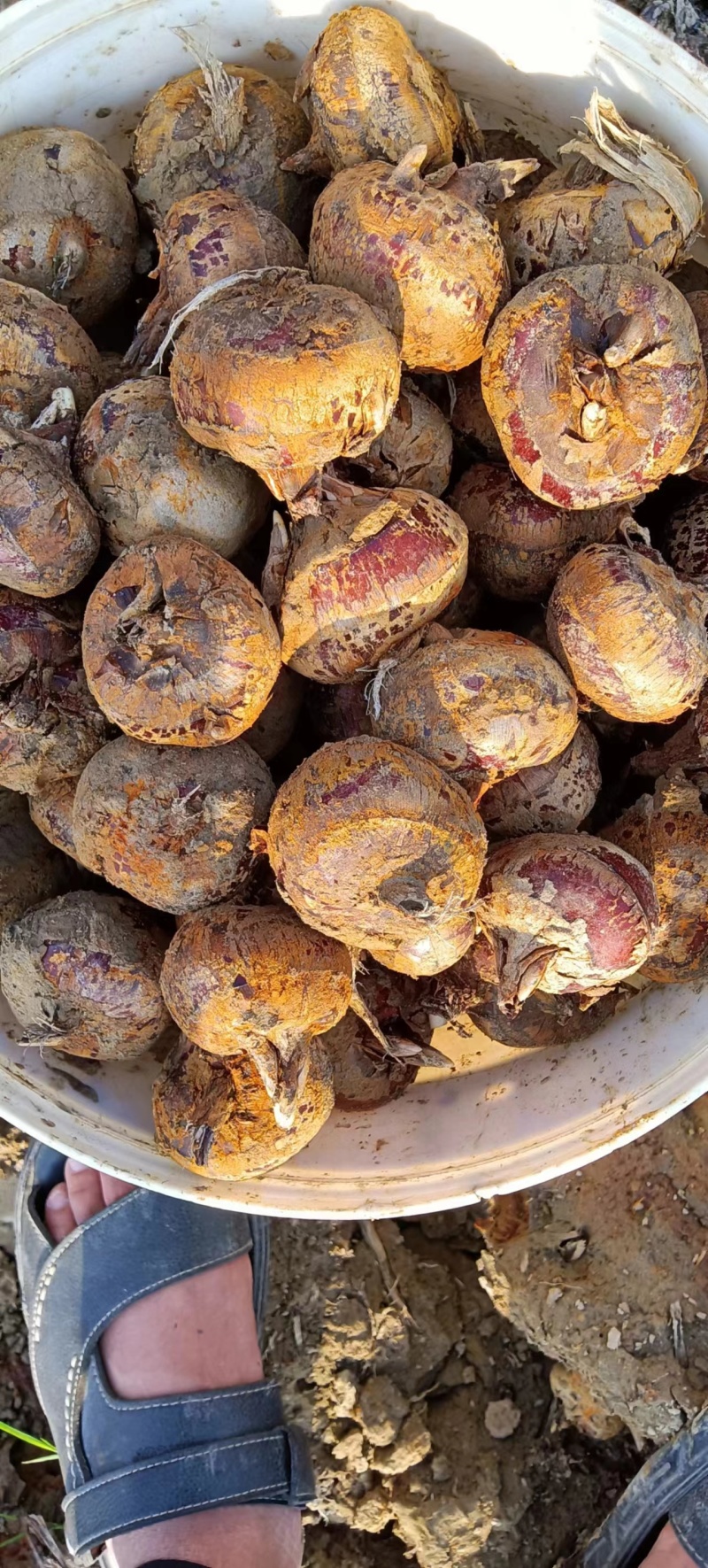 广西马蹄，正宗广西无渣水果马蹄，质量保证