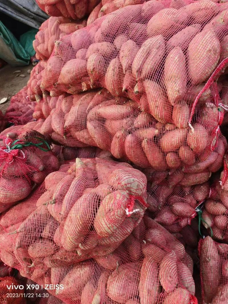 【精品红薯】江苏产地直发，对接全国批发，品质优价格公道