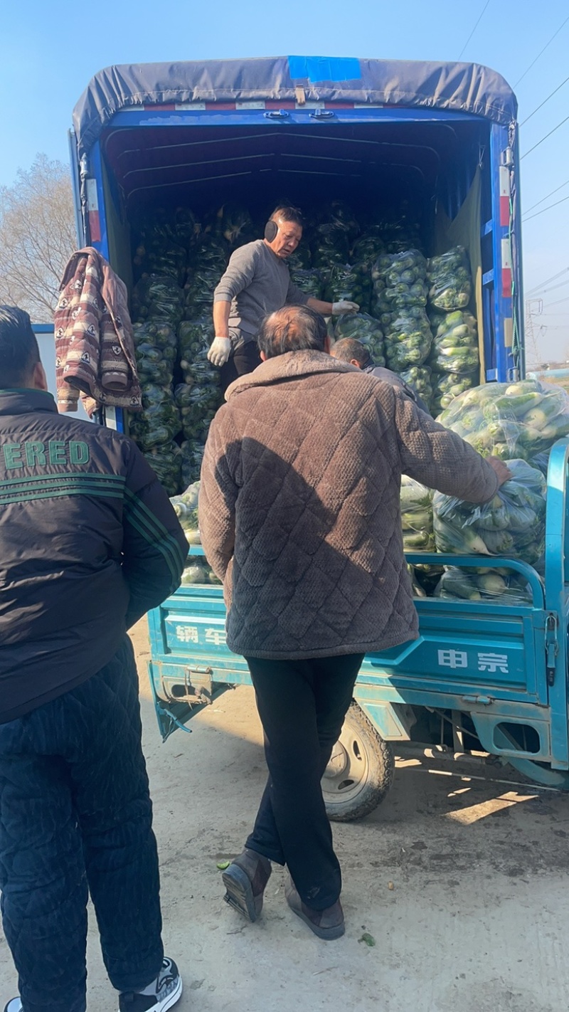 大量萝卜，需要可以联系