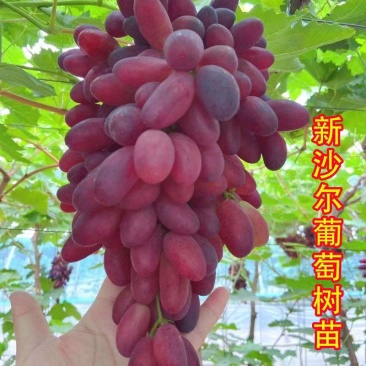 新沙尔葡萄苗早熟葡萄新品种品种对版包教技术