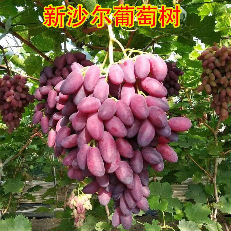 新沙尔葡萄苗早熟葡萄新品种品种对版包教技术