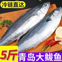 【顺丰】鲅鱼新鲜特大马鲛鱼鲜活冷冻青岛大鲅鱼海鱼海鲜