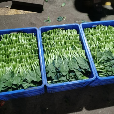 菜心