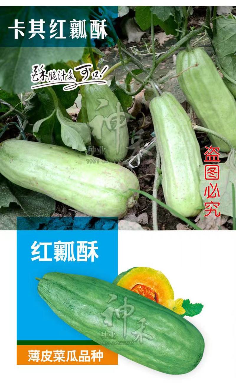 薄皮红瓤酥甜瓜种子基地菜园水果香甜多汁酥脆爽口酥瓜种子