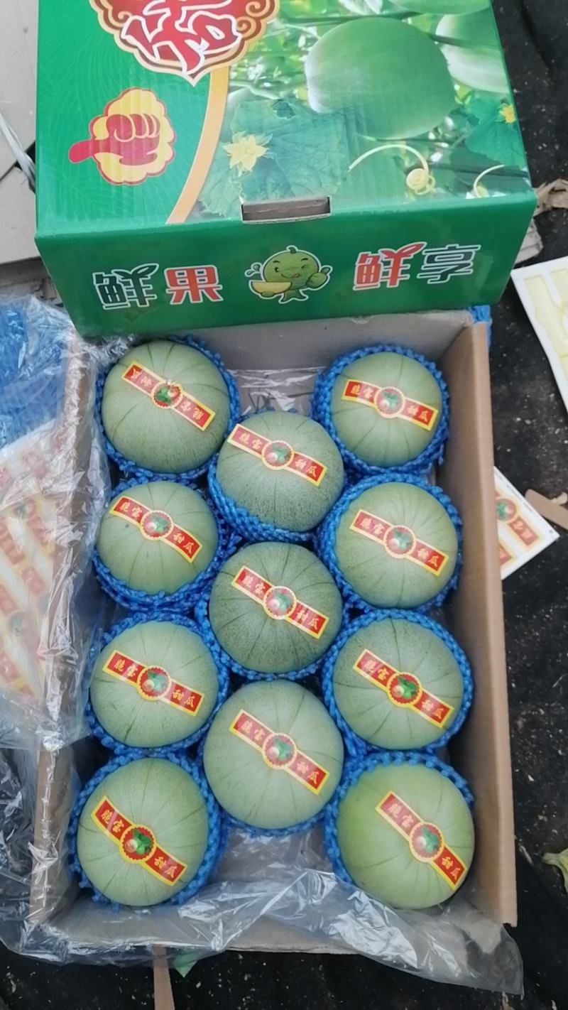 北镇绿宝甜瓜（温室量大供应）原产直发全国发货！支持视频