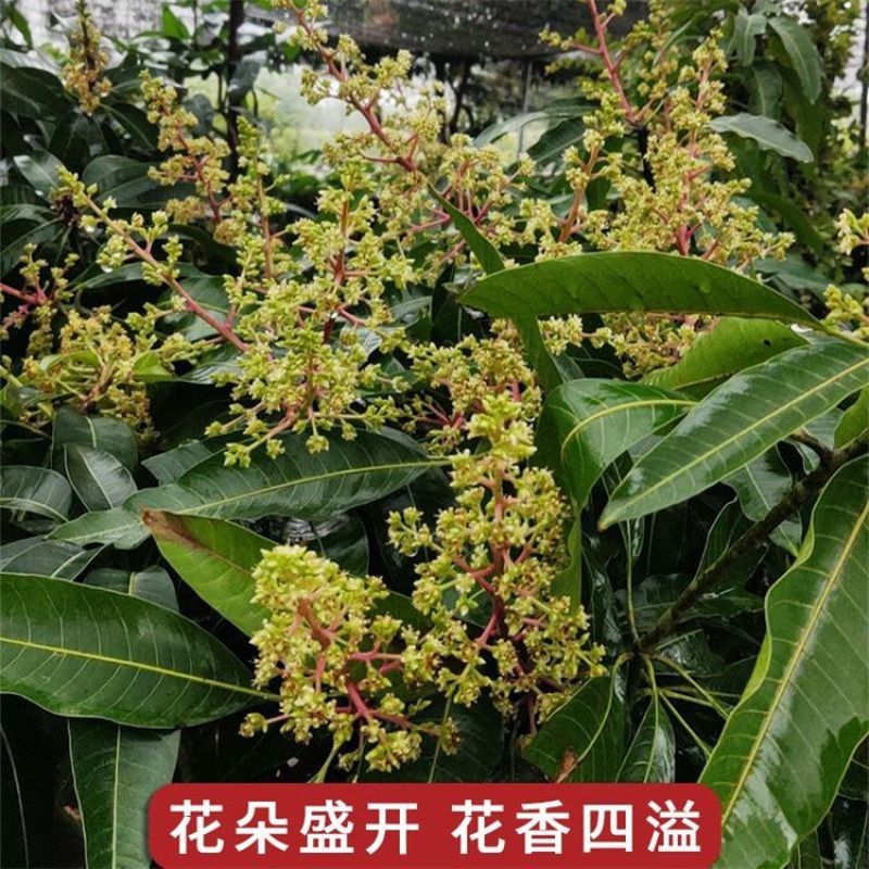 新品无核黄龙带花芒果树苗特大当年结果嫁接矮化盆栽地栽耐寒