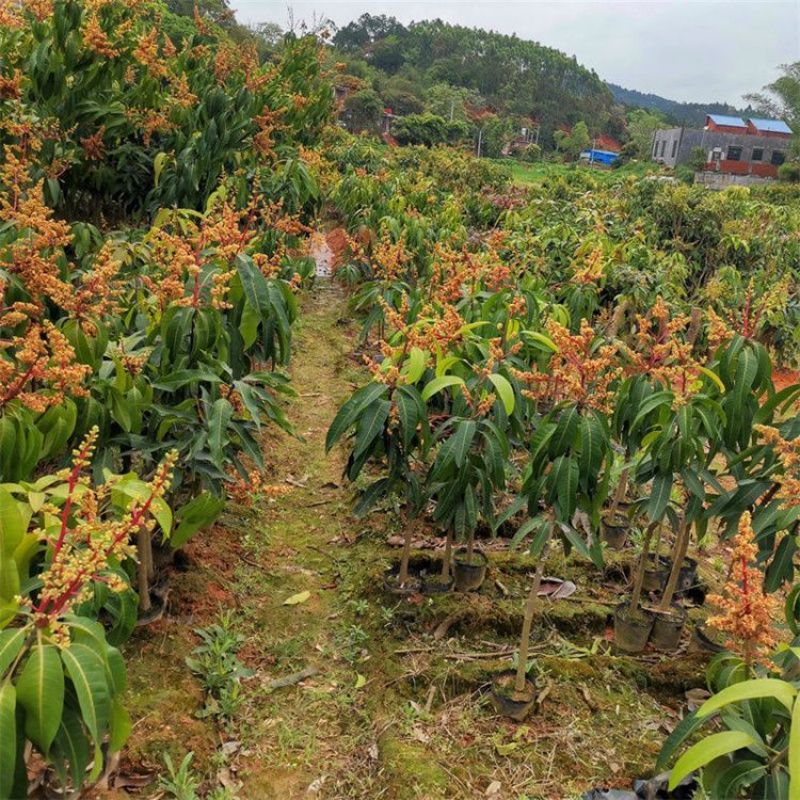 新品无核黄龙带花芒果树苗特大当年结果嫁接矮化盆栽地栽耐寒