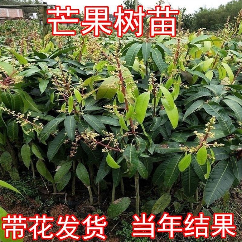 新品无核黄龙带花芒果树苗特大当年结果嫁接矮化盆栽地栽耐寒