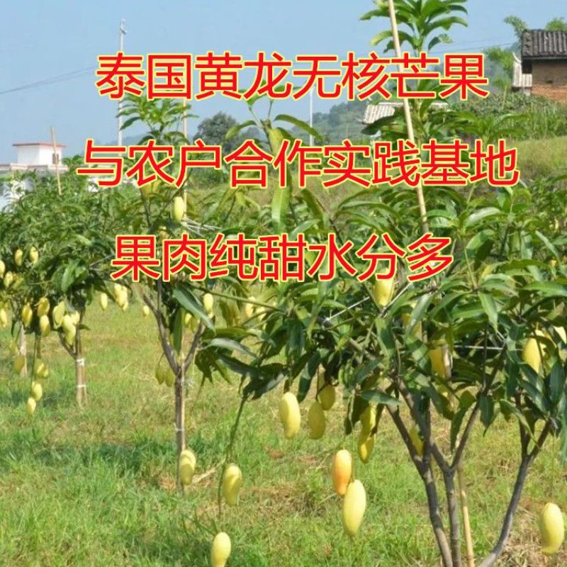 新品无核黄龙带花芒果树苗特大当年结果嫁接矮化盆栽地栽耐寒