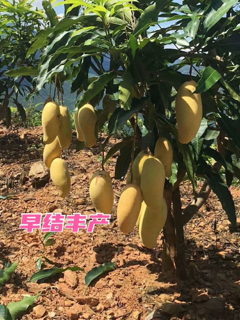 新品无核黄龙带花芒果树苗特大当年结果嫁接矮化盆栽地栽耐寒