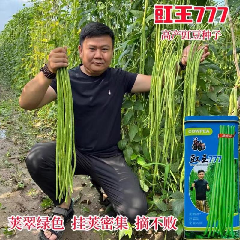 豇王777长豇豆种子高产嫩绿条长豆角种籽早中熟露天
