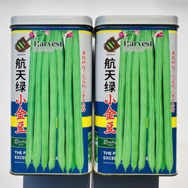 航天绿小金豆种子加长早中熟露天大棚种子四季豆种子