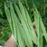 绿荚架豆种子绿冠芸豆种子加长型高产易栽培蔬菜种子不起鼓