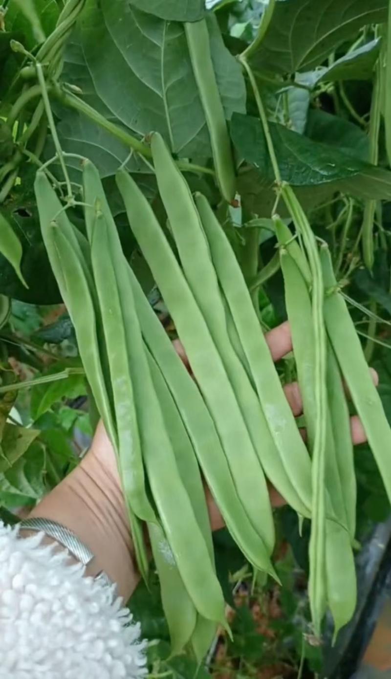 绿荚架豆种子绿冠芸豆种子加长型高产易栽培蔬菜种子不起鼓