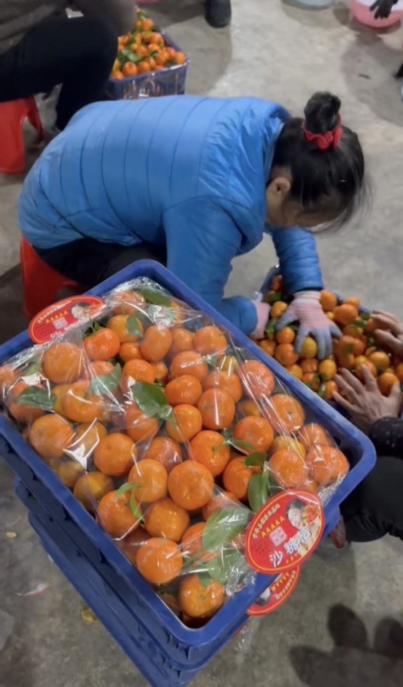 广西砂糖橘颜色火红口感纯甜支持全国发货视频看货