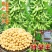 特早王60天毛豆种子早春熟矮杆菜用大豆黄豆菜种子优质青毛