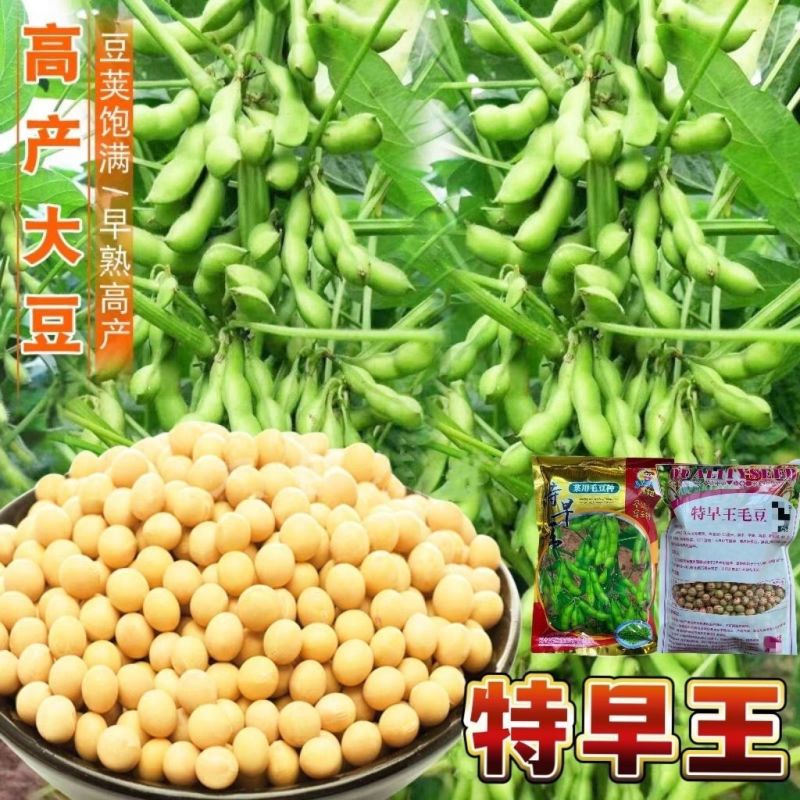 特早王60天毛豆种子早春熟矮杆菜用大豆黄豆菜种子优质青毛