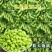 特早王60天毛豆种子早春熟矮杆菜用大豆黄豆菜种子优质青毛