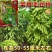 特早王60天毛豆种子早春熟矮杆菜用大豆黄豆菜种子优质青毛