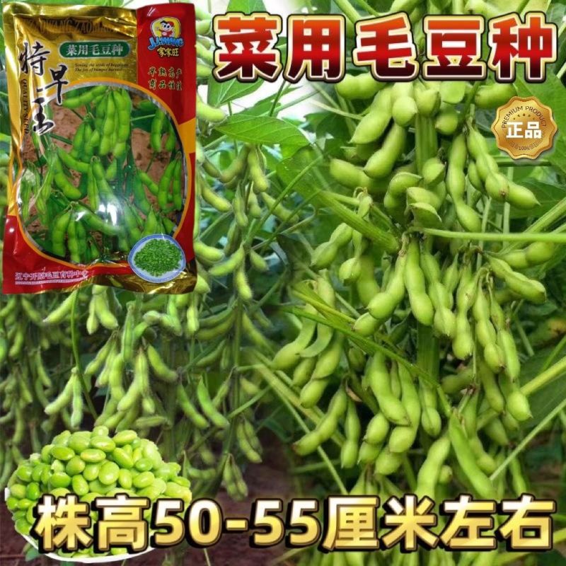特早王60天毛豆种子早春熟矮杆菜用大豆黄豆菜种子优质青毛
