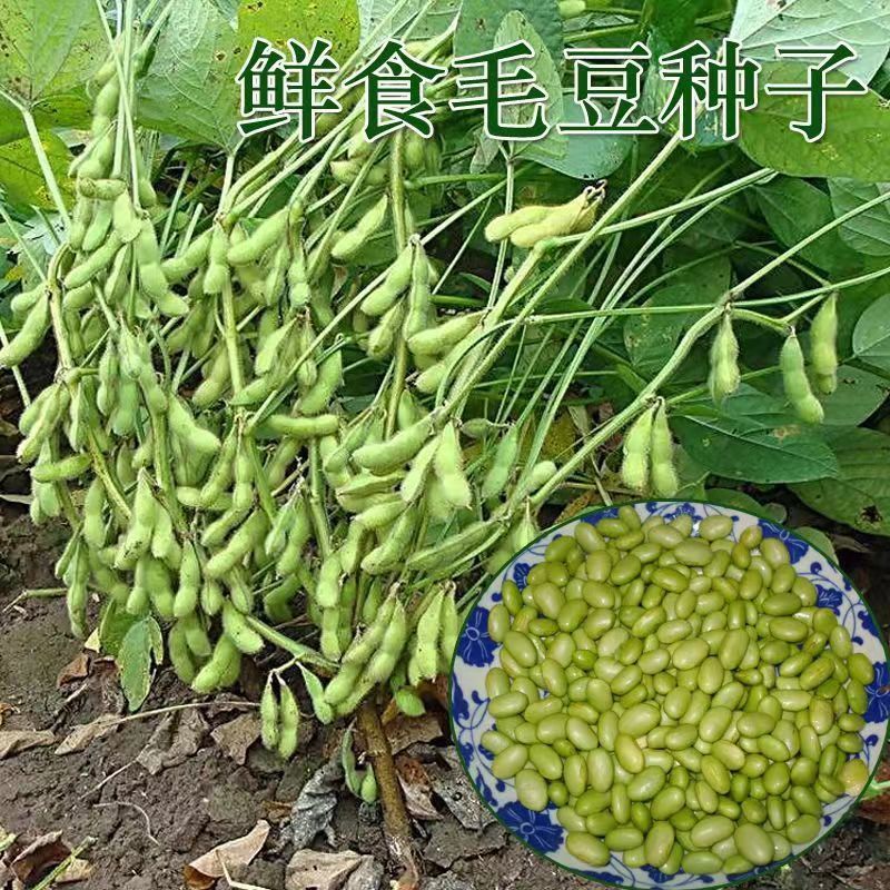 特早王60天毛豆种子早春熟矮杆菜用大豆黄豆菜种子优质青毛