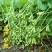 特早王60天毛豆种子早春熟矮杆菜用大豆黄豆菜种子优质青毛