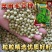 特早王60天毛豆种子早春熟矮杆菜用大豆黄豆菜种子优质青毛