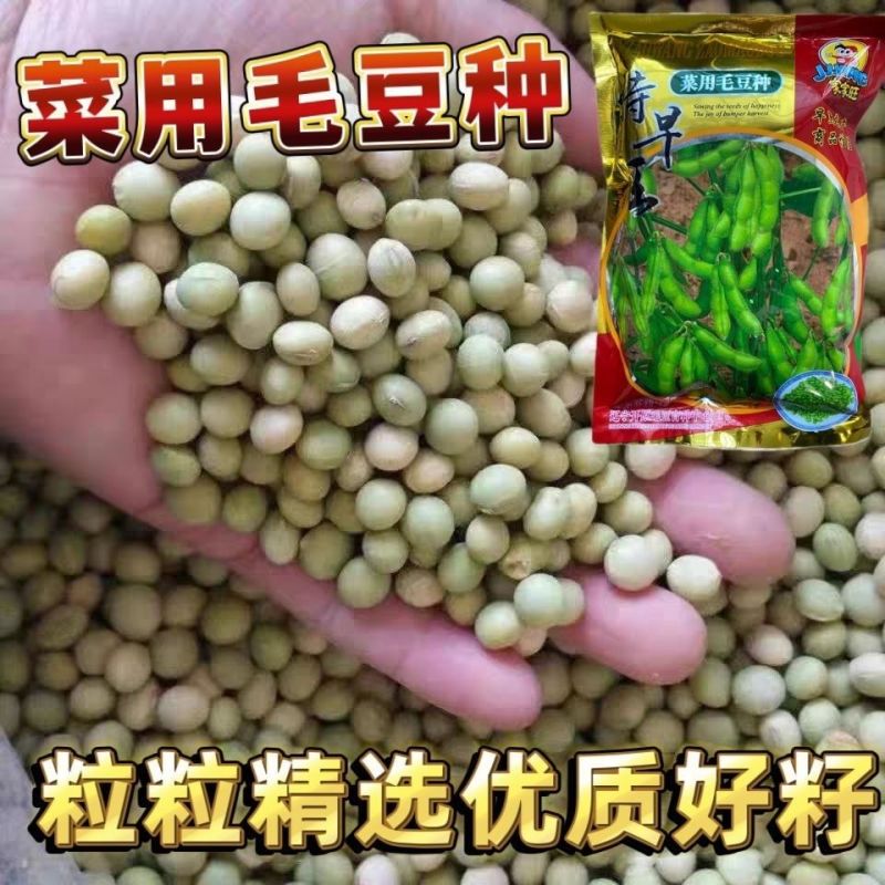 特早王60天毛豆种子早春熟矮杆菜用大豆黄豆菜种子优质青毛