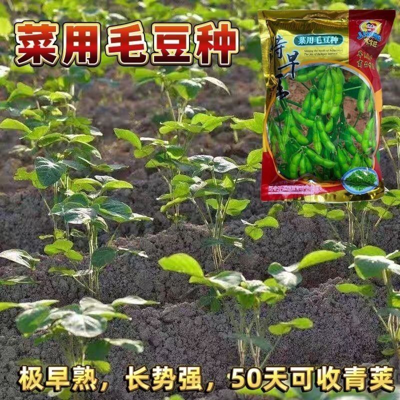 特早王60天毛豆种子早春熟矮杆菜用大豆黄豆菜种子优质青毛