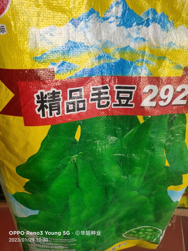 特早王60天毛豆种子早春熟矮杆菜用大豆黄豆菜种子优质青毛