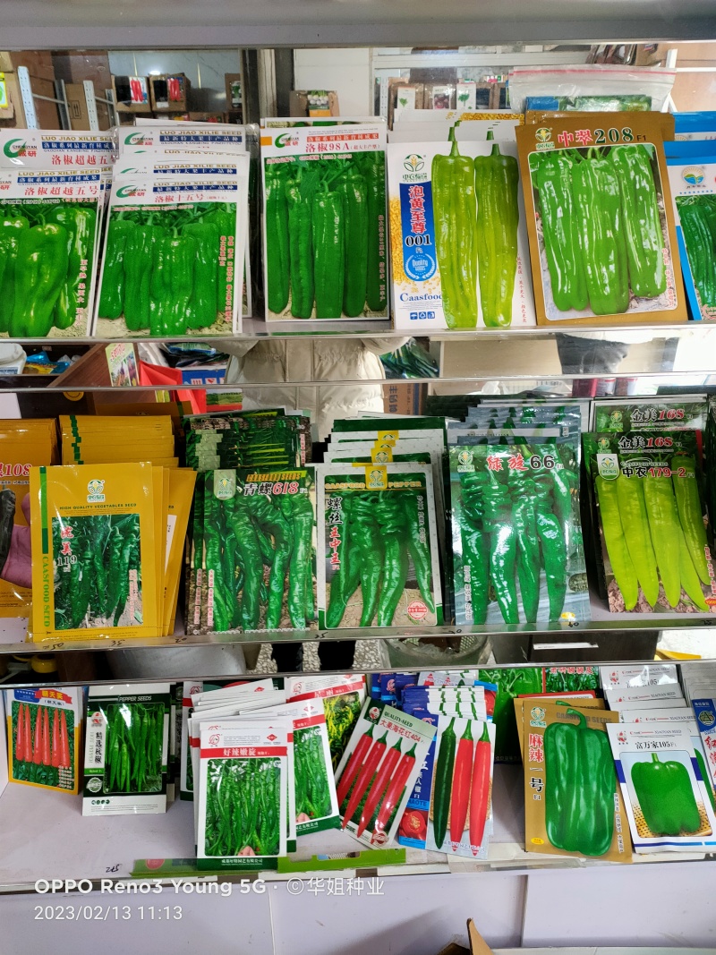 特早王60天毛豆种子早春熟矮杆菜用大豆黄豆菜种子优质青毛