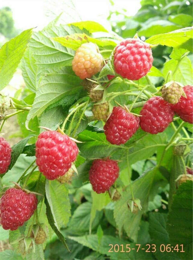 红树莓树苗，黑树莓，保品种纯度，免费技术指导