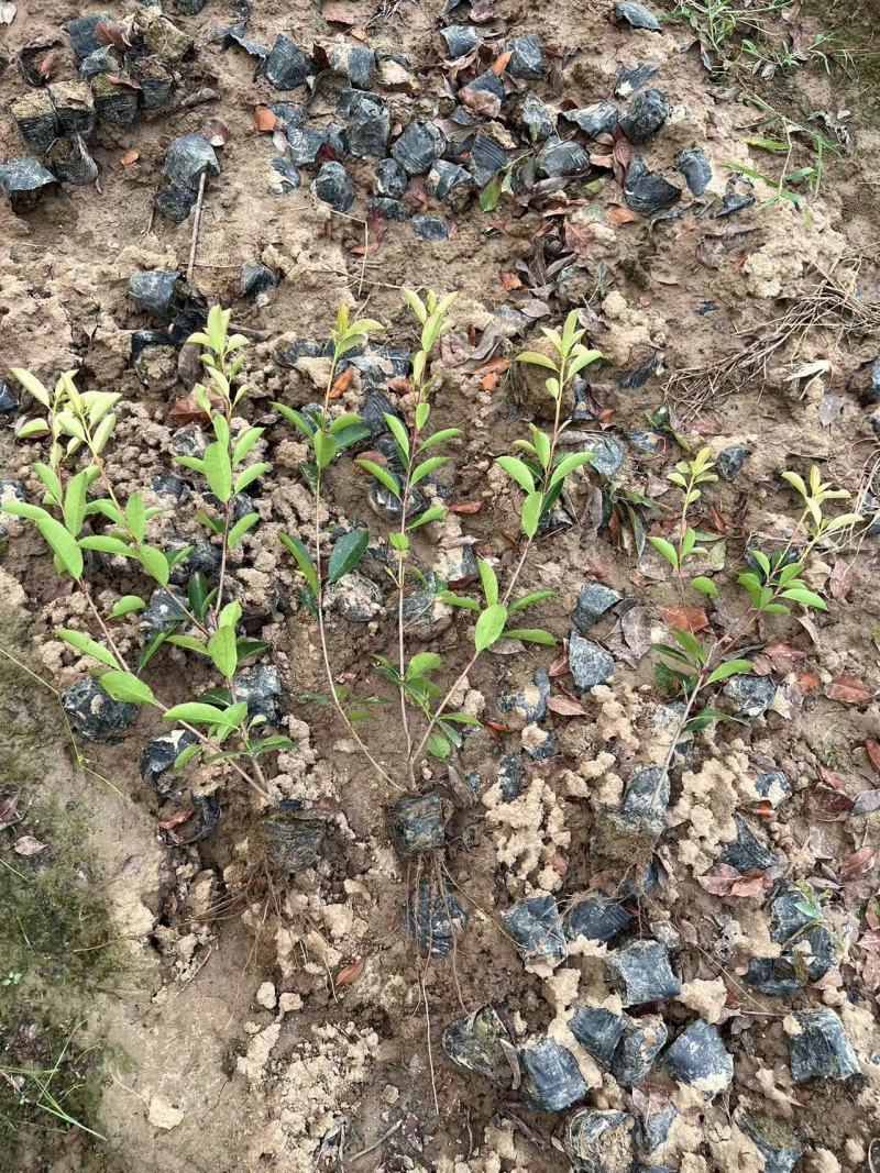 红树莓树苗，黑树莓，保品种纯度，免费技术指导