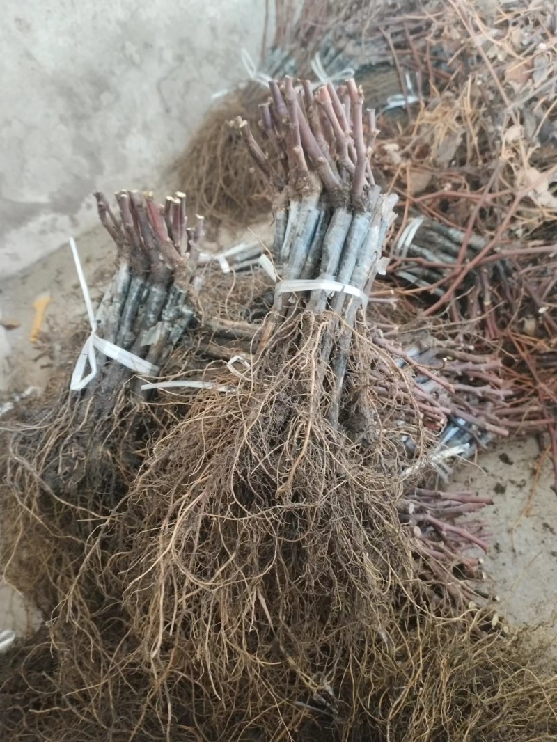 巨峰葡萄苗，好成活，欢迎实地考察，货源充足