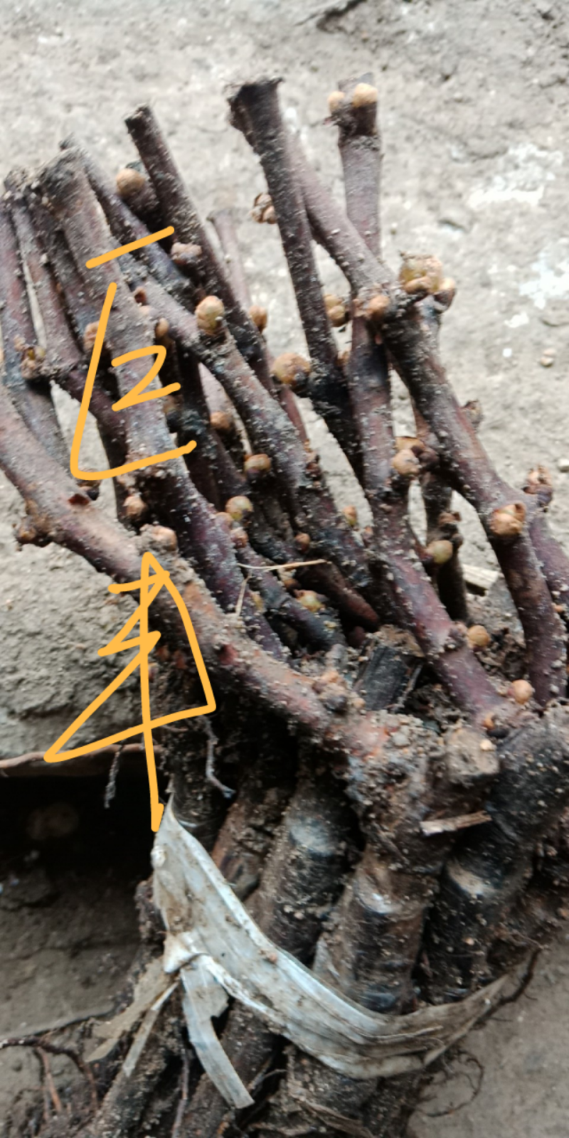 巨峰葡萄苗，好成活，欢迎实地考察，货源充足